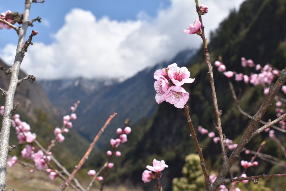 Kanchenjunga Circuit Trek background