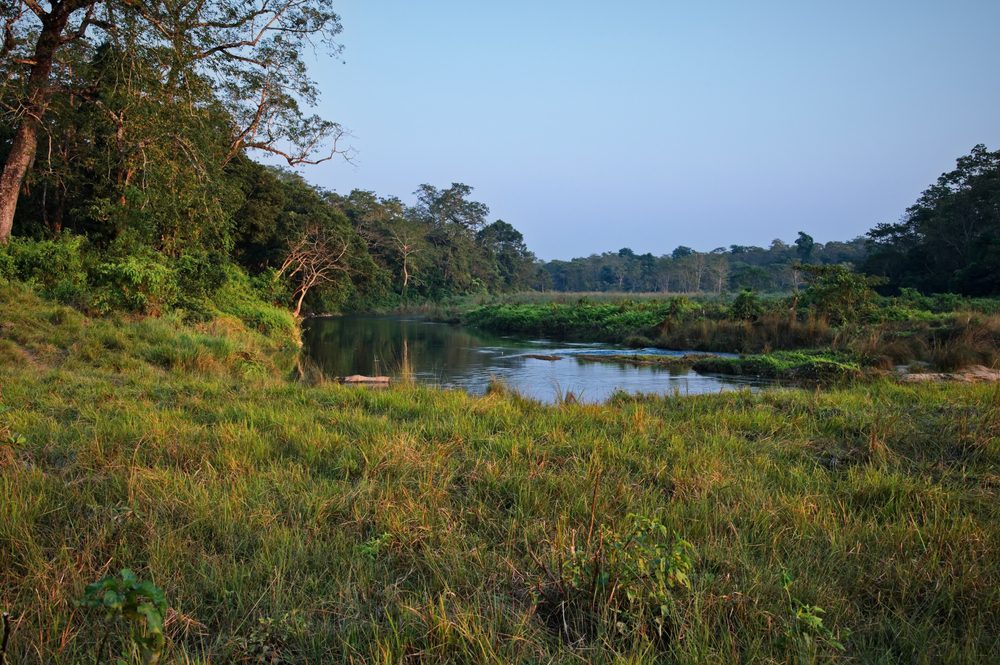 Chitwan National Park Tour Jungle view