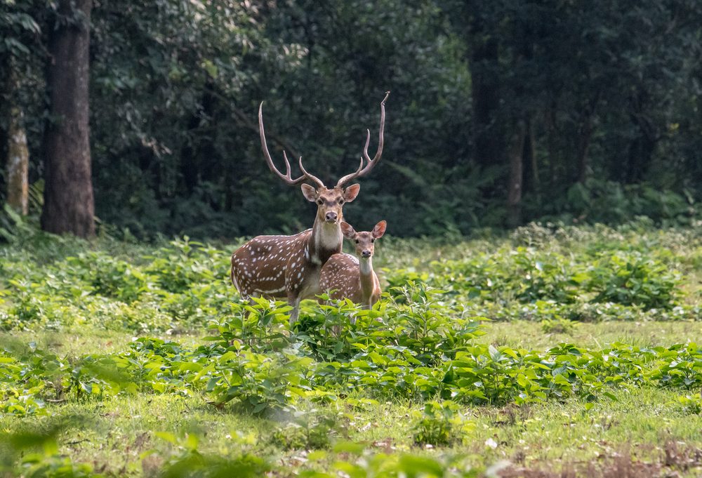 Chitwan National Park Tour beautiful view
