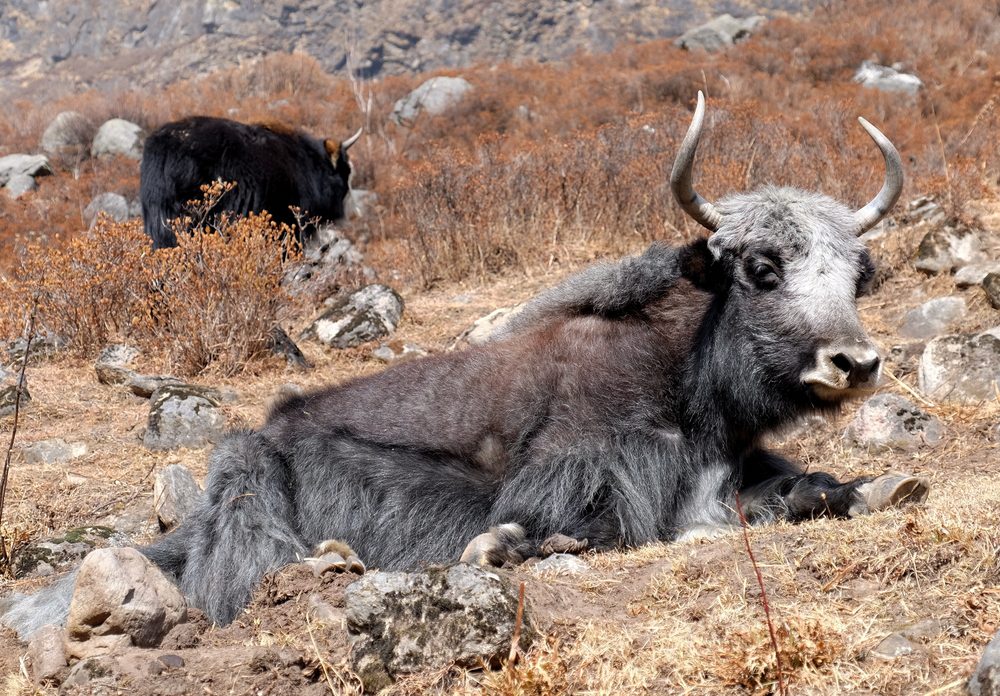Helambu Short Trek yaks
