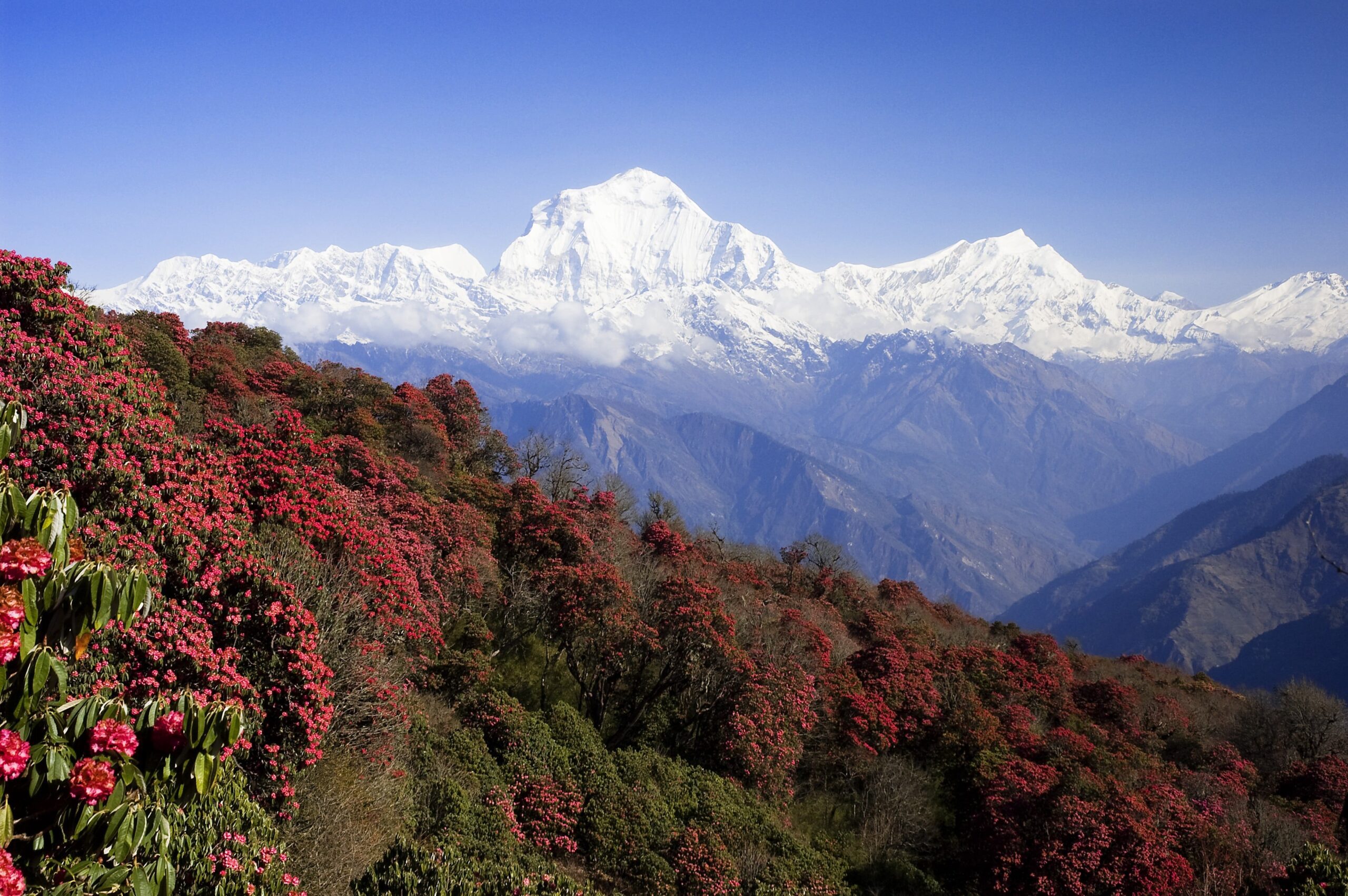 Khopra Danda Trek scene