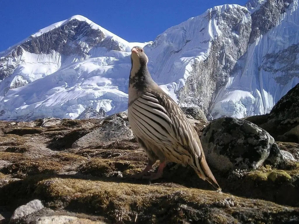 langtang valley