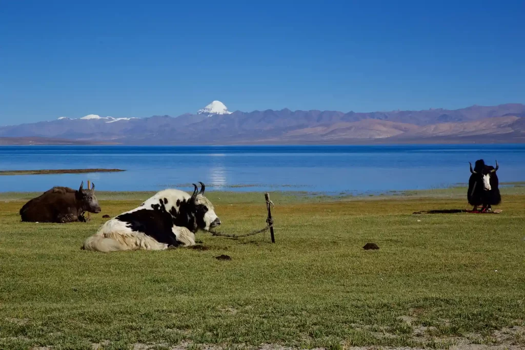 kailash