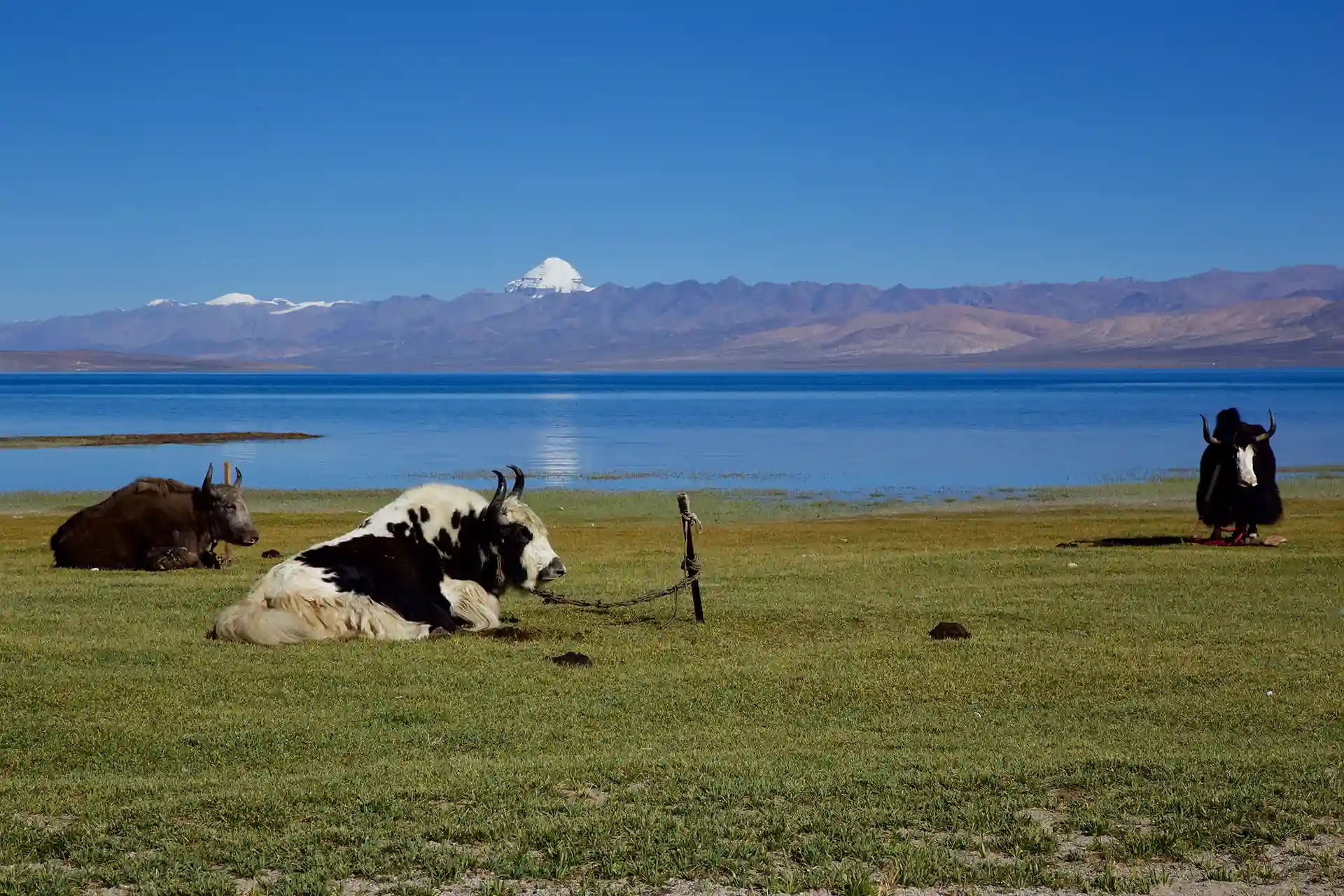 mansarovar lake