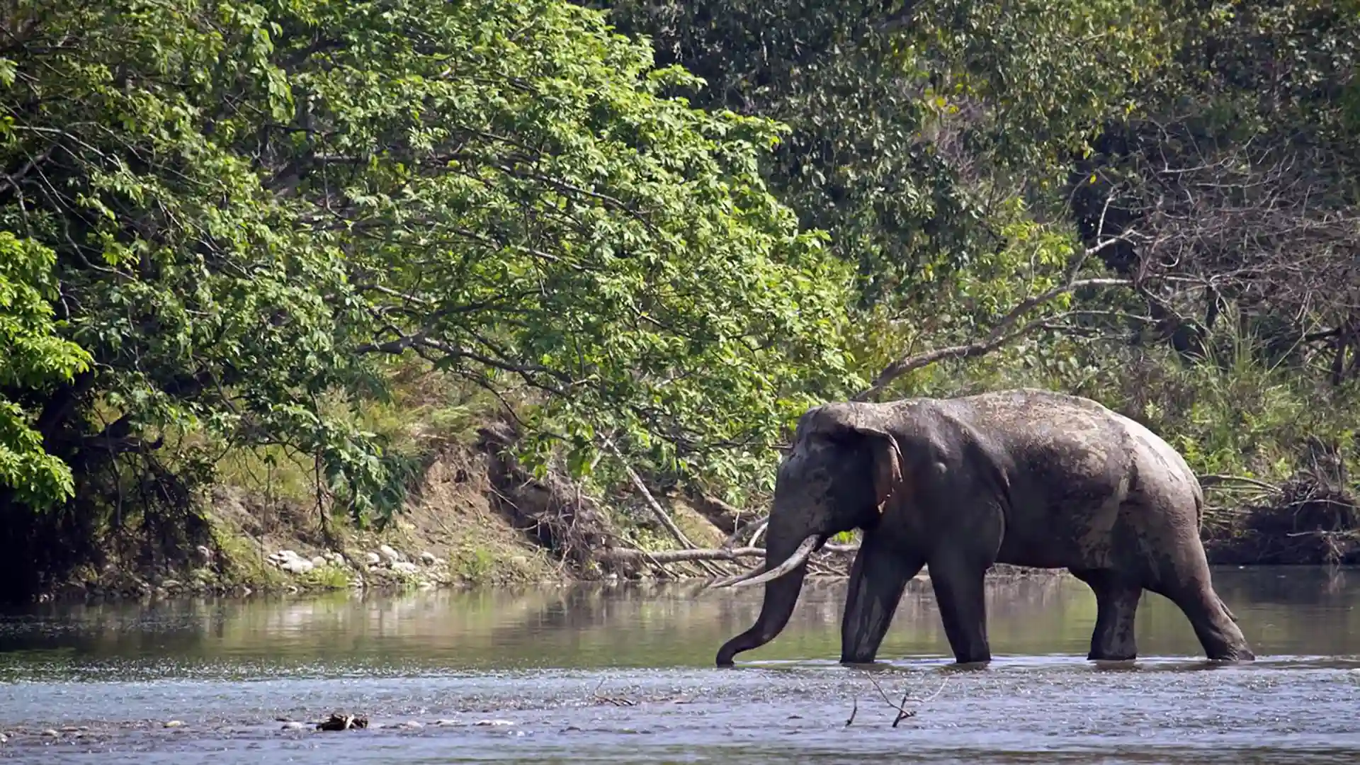 wildlife in nepal